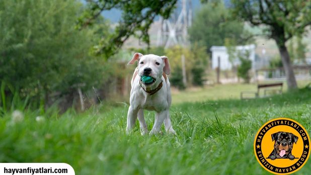 Amerikan Staff Terrier Fiyatlari