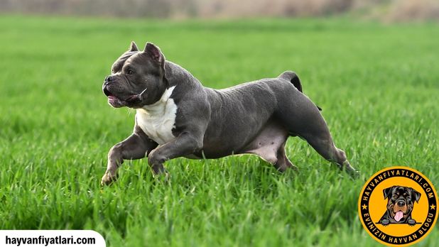 American Bully Fiyatları — ilk yıl maliyet kalemleri