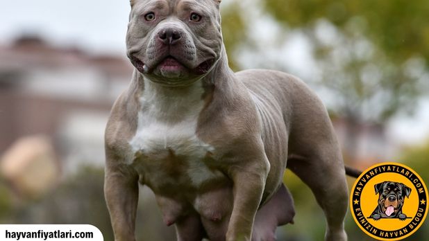 American Bully Fiyatları — yavru özellikleri