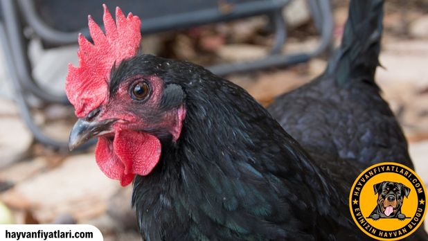 Australorp Tavuk Fiyatlari Sahibinden