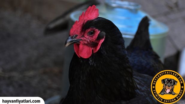 Australorp Tavuk Yumurta Fiyatlari