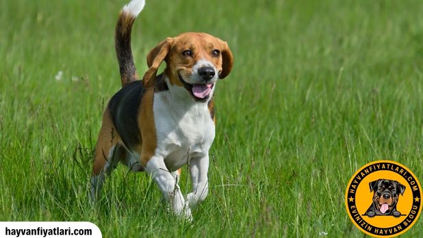 Beagle Yavru Fiyatlari
