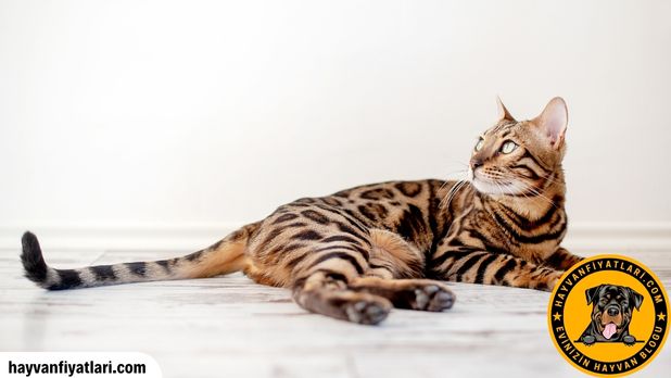 Bengal kedisi özellikleri — 2026 Bengal Kedi Fiyatları rehberi
