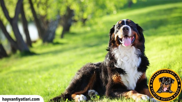 Bernese Dag Kopegi Evde Beslenir Mi