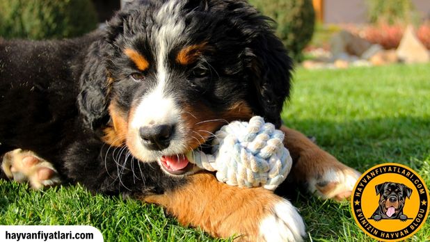 Bernese Dag Kopegi Ucretsiz Sahiplenme Sahiplendirme