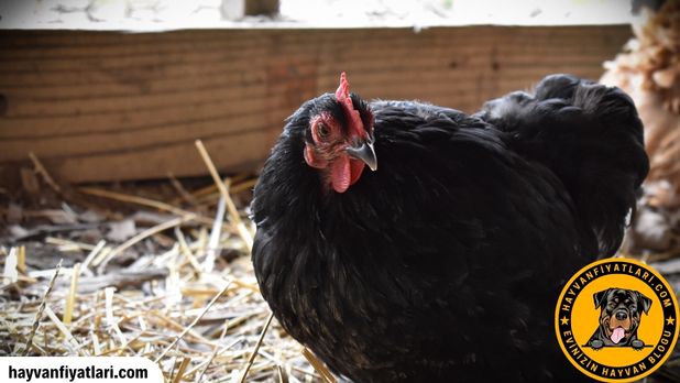 Blue Australorp Fiyatlari