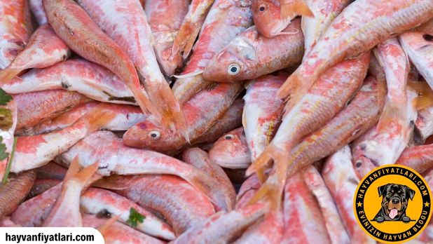 Migros Barbun Balik Fiyati