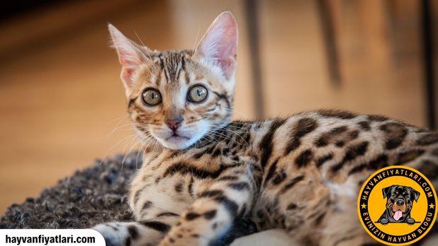 Safkan Bengal Kedisi Fiyatlari