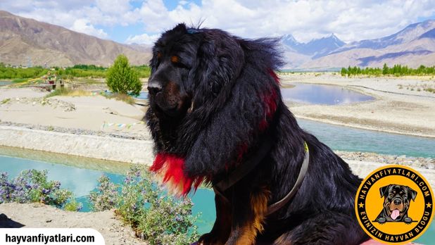 Tibet Mastifi Sahiplenme Ucretsiz