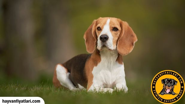 Yavru Beagle Kopek Fiyatlari
