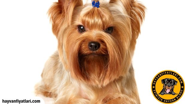 Yorkshire Terrier özellikleri boy ağırlık tüy rengi