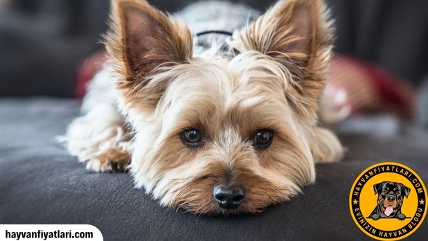 yorkie yavrusu tüy ve diş bakımı 2026