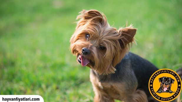 Yorkshire Terrier sahiplenme ve ücretsiz edinme rehberi