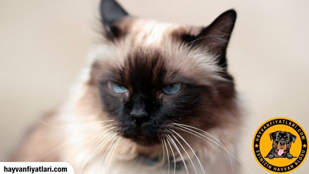 Birman Kedisi Nerede Bulunur  