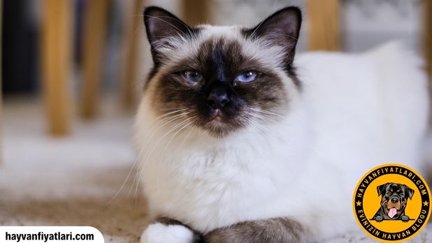 Birman Kedisi Yavrusu Fiyatlari