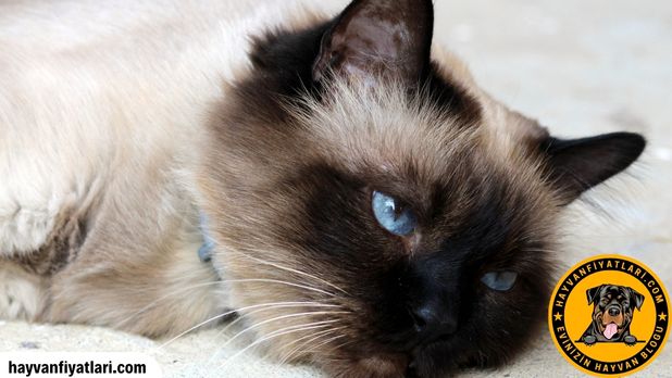 Birman Kedisi sahiplendirme ucretsiz