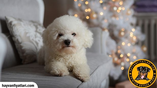 Bişon Çuha Köpeği Fiyatları — tüy bakımı ve kuaför masrafı