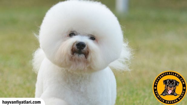 Bişon Çuha Köpeği özellikleri — boy, ağırlık, tüy yapısı