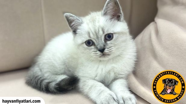 British Blue Point Kedilerin Mizaci