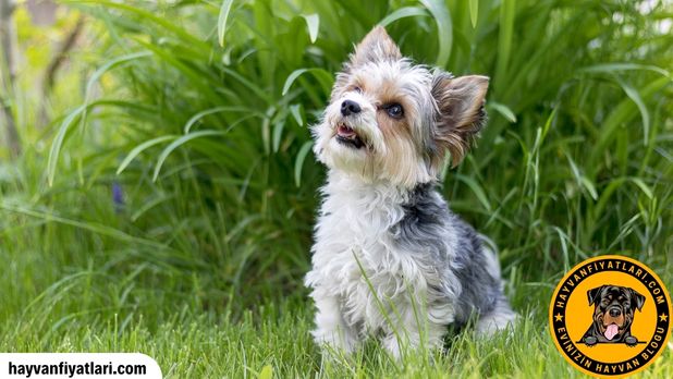 Maltese Terrier Fiyatlari