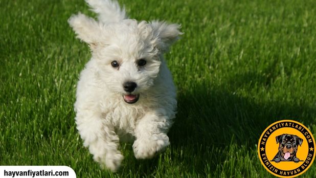 2026 Bişon Çuha Köpeği Fiyatları — beyaz yavru köpek
