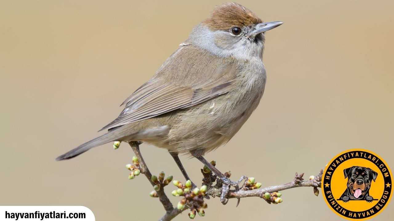 Bulbul Kusu Kac Yil Yasar