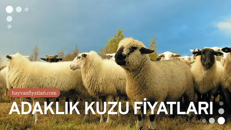 adaklik kuzu fiyatlari