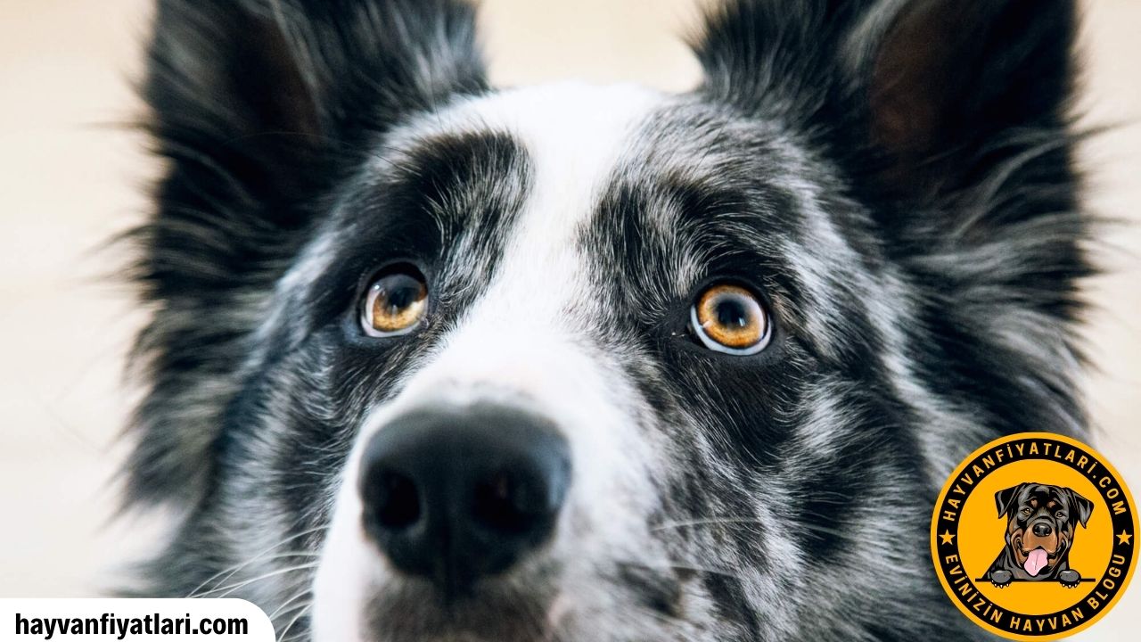 2026 Border Collie fiyatları — yavru ve yetişkin