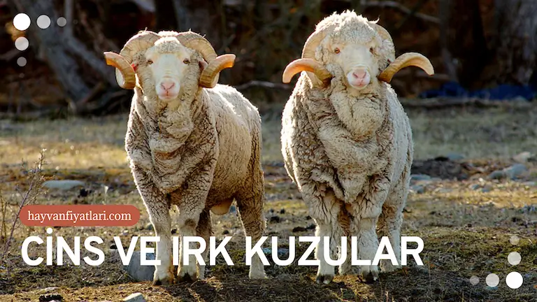 cins irk kuzular