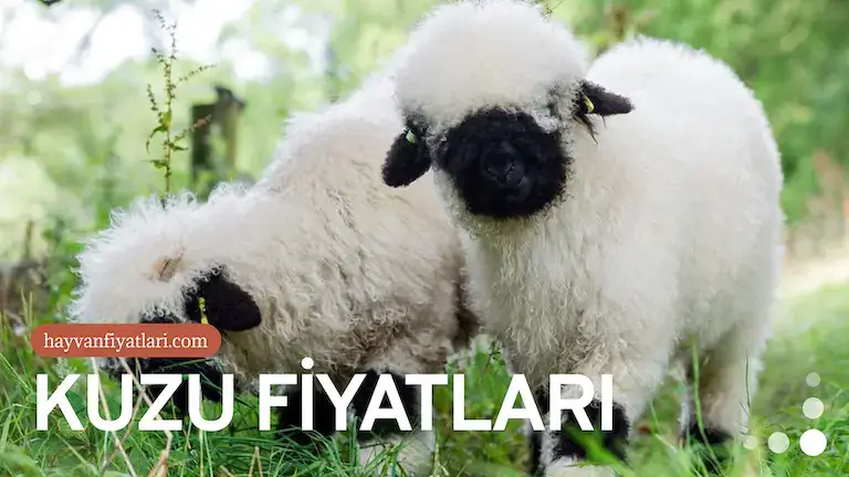 kuzu fiyatlari