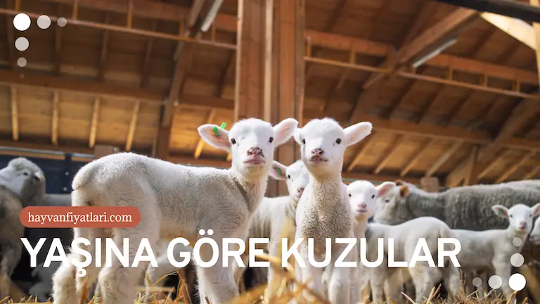 yasina gore kuzular