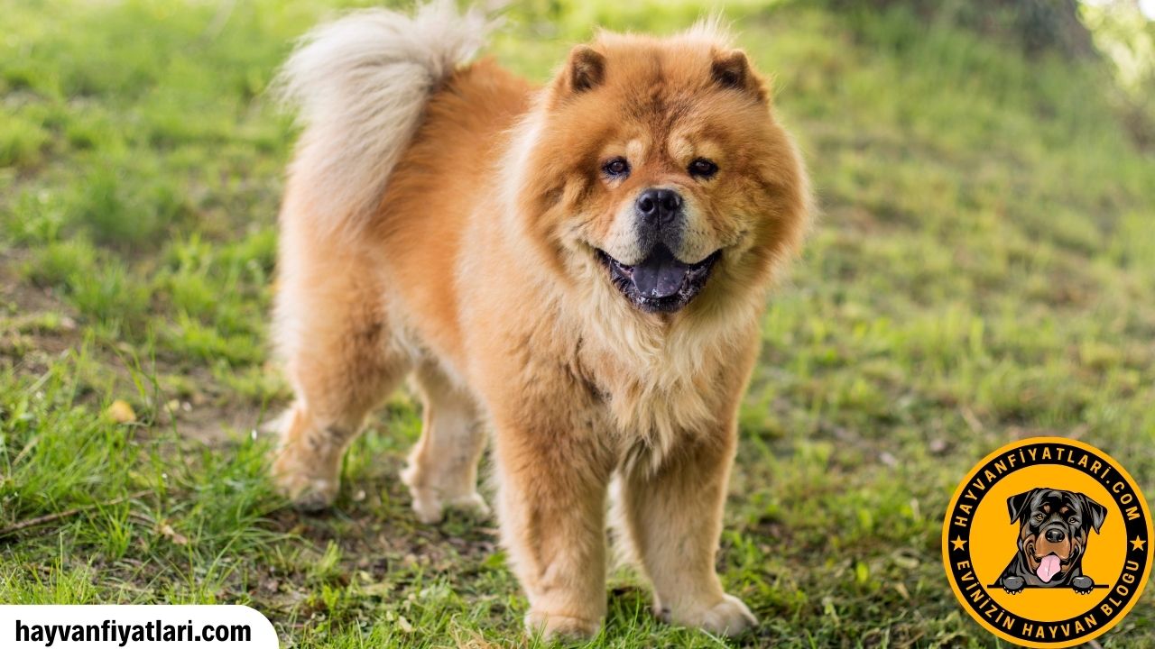 Sahibinden Chow Chow Fiyatlari