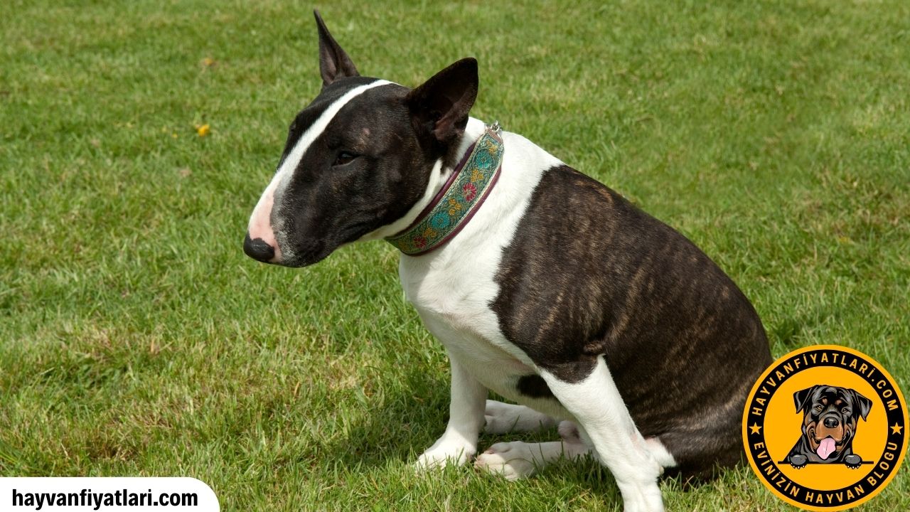Satilik Bull Terrier Yavru Fiyatlari