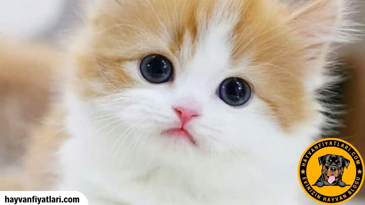 Satilik Buyumeyen Kedi Cinsleri Fiyatlari