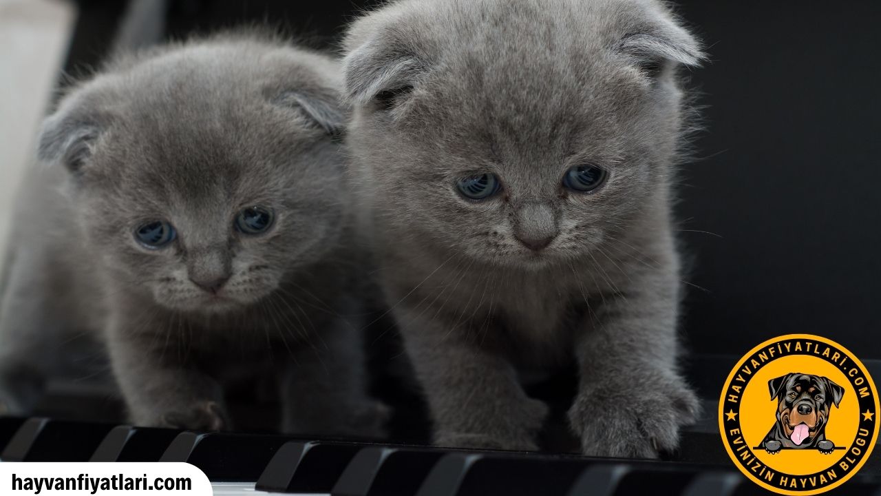 Satilik Buyumeyen Kedi Fiyatlari