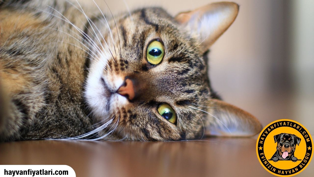Satilik Yavru Tekir Kedi Fiyatlari Sahibinden