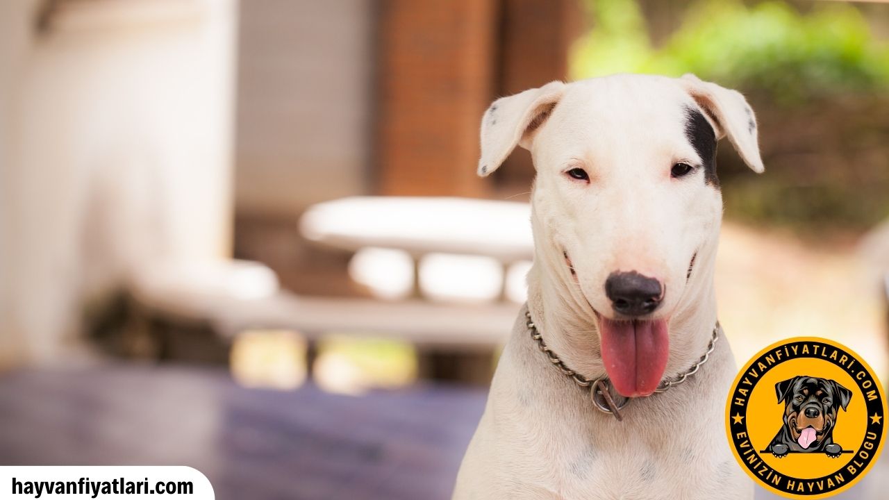 Staffordshire Bull Terrier Fiyatlari