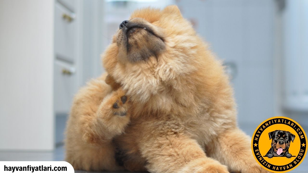Yavru Chow Chow Fiyatlari