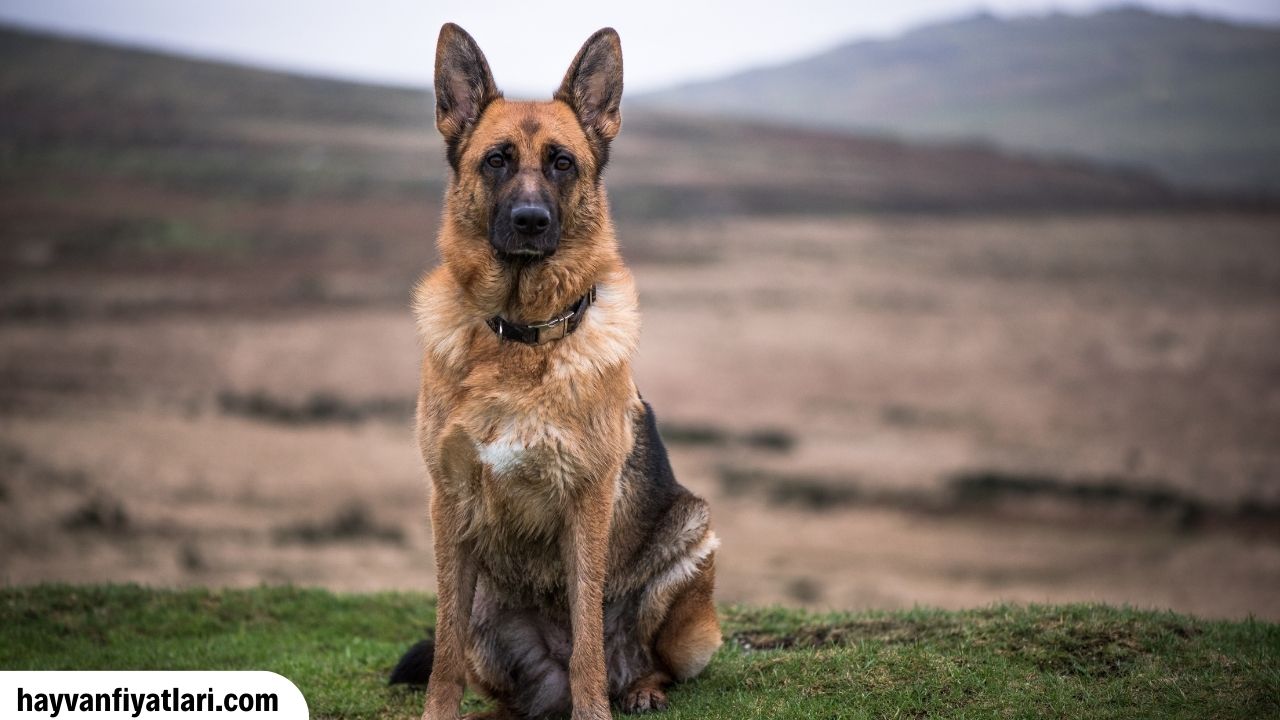 Alman K9 Kopek Fiyatlari
