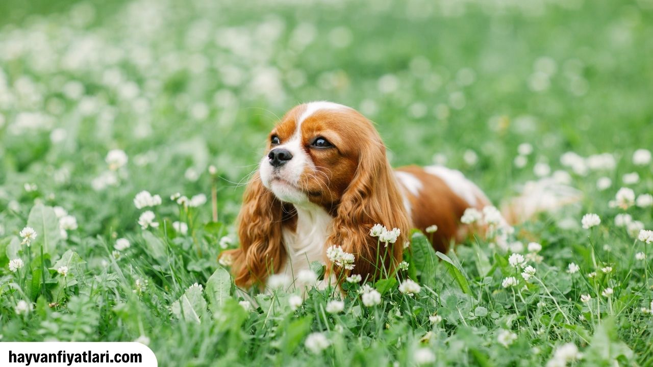 Cavalier King Charles Yavru Fiyatlari