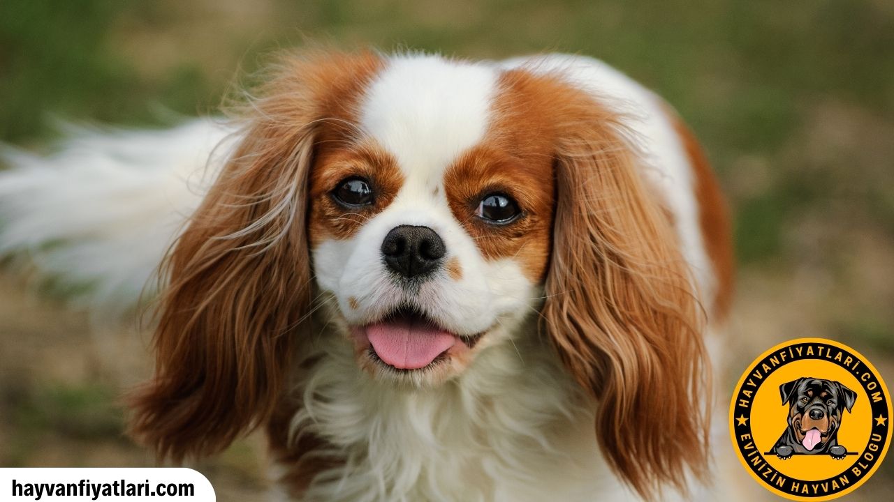 Cavalier King Charles ait Ozellikler Nelerdir