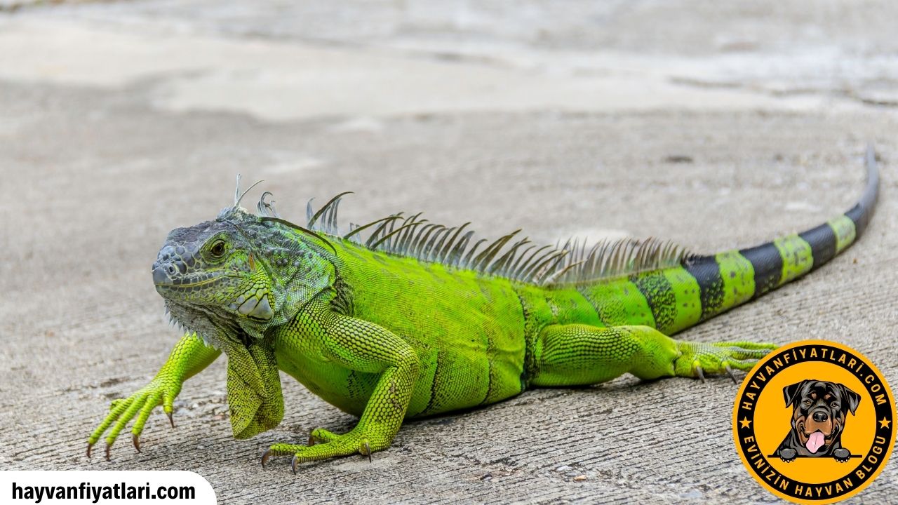 Iguana Evde Beslenir Mi