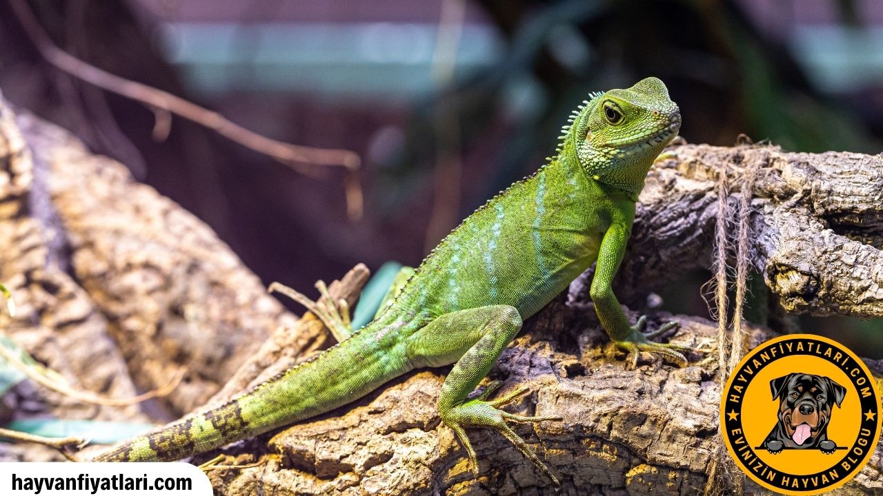 Iguana Yasam Suresi Ne Kadar