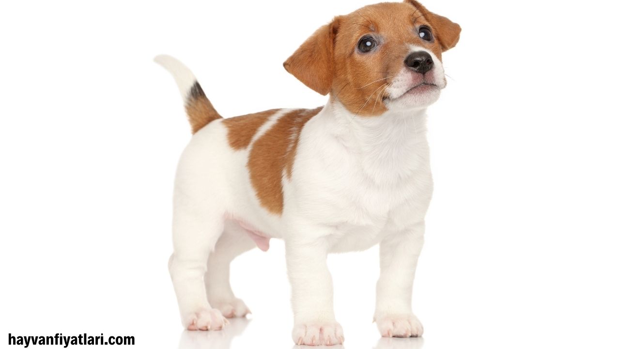 2026 Terrier fiyatları — Jack Russell ve diğer terrier ırkları