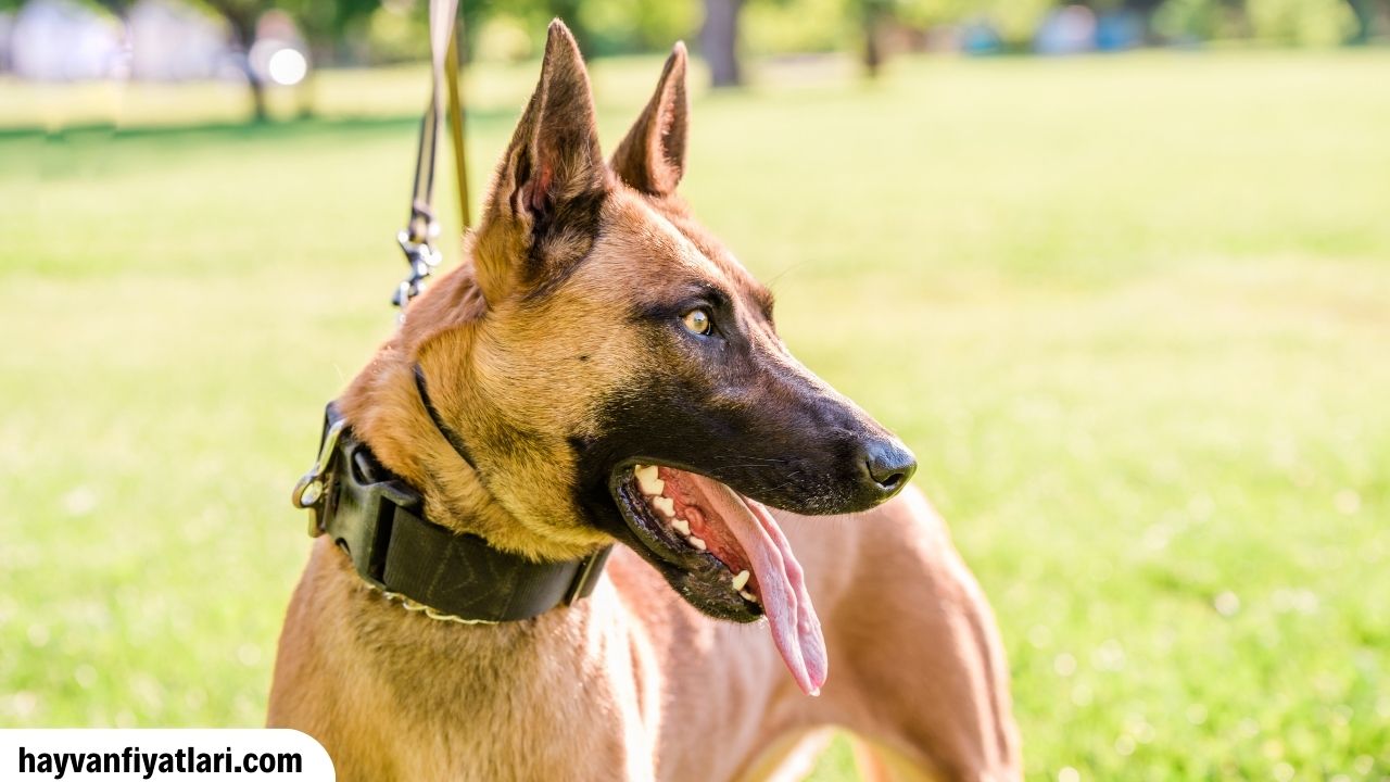 K9 Kopek Fiyatlari