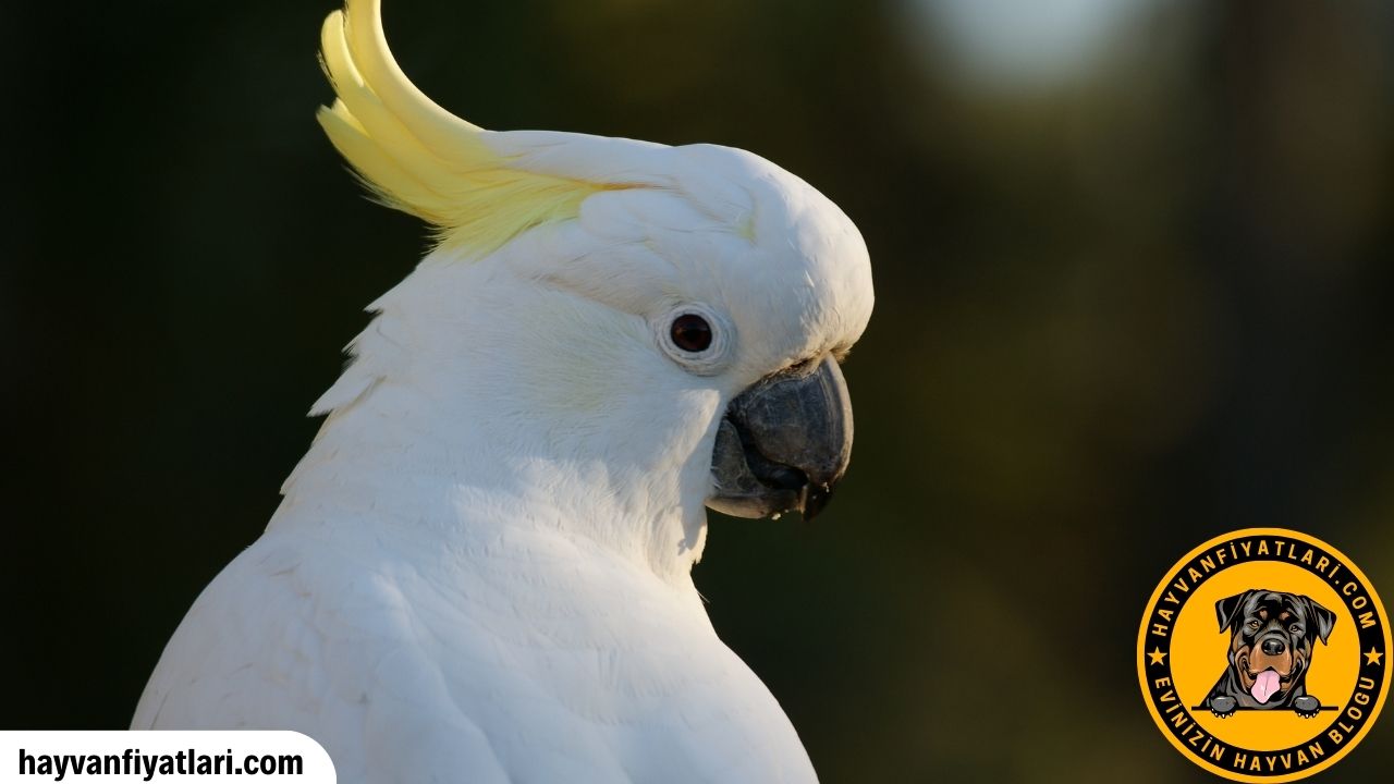Kakadu Papagani Konusur Mu