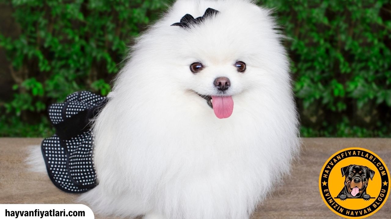 Pomeranian Spitz Kac TL