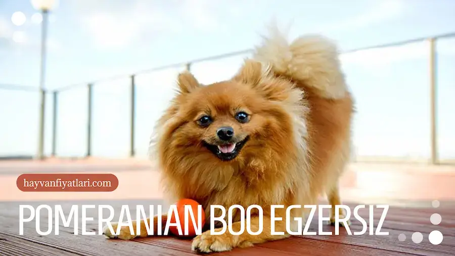Pomeranian boo kopekleri egzersiz