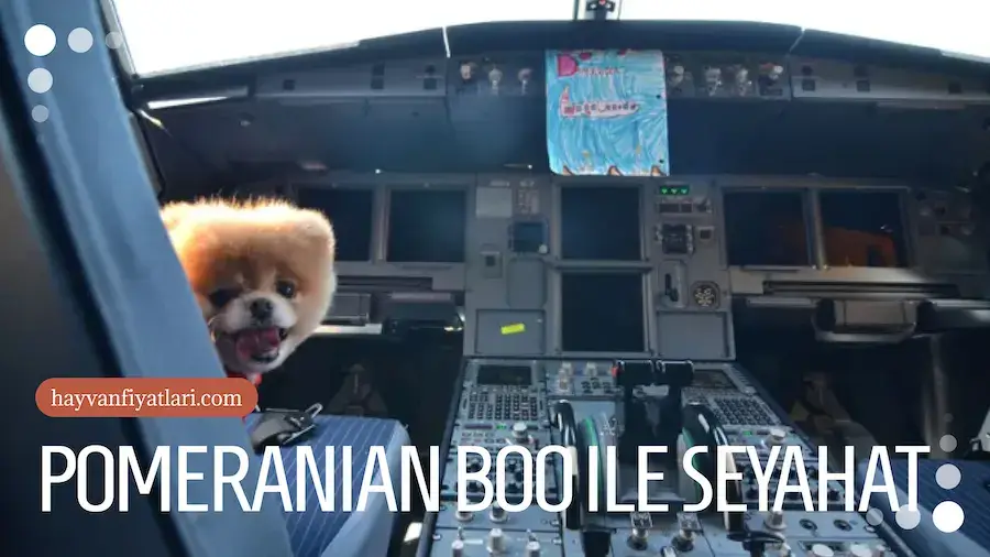 Pomeranian boo kopekleri ile seyahat