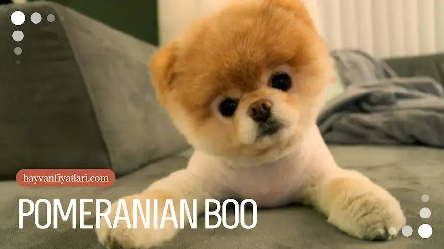 Pomeranian boo kopekleri